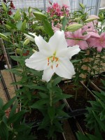 [5325 Bellaria VH No01.JPG]